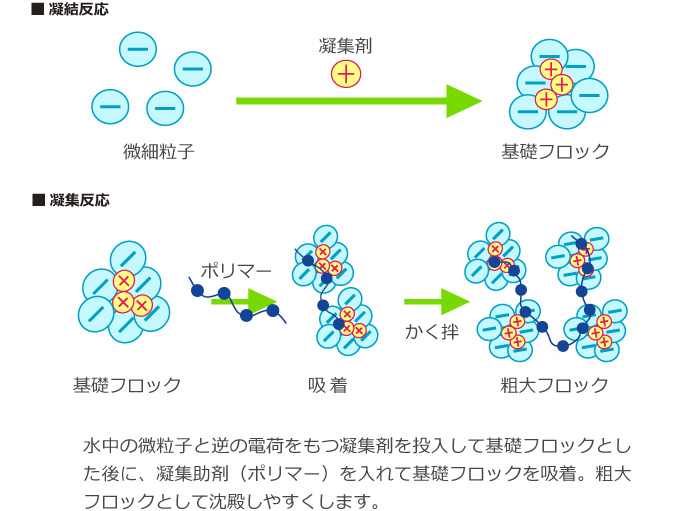 凝集反応と凝結反応の模式図