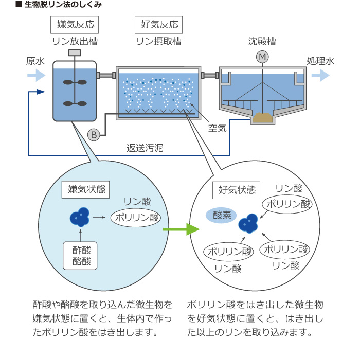 生物脱リン法のしくみ