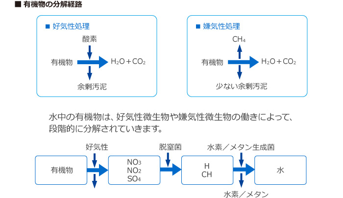 有機物の分解経路